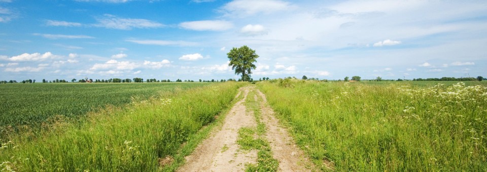 tree on dirt path